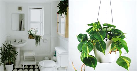 浴室植物推薦